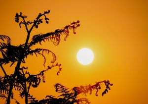 Extreme temperatures caused excess mortality in Europe